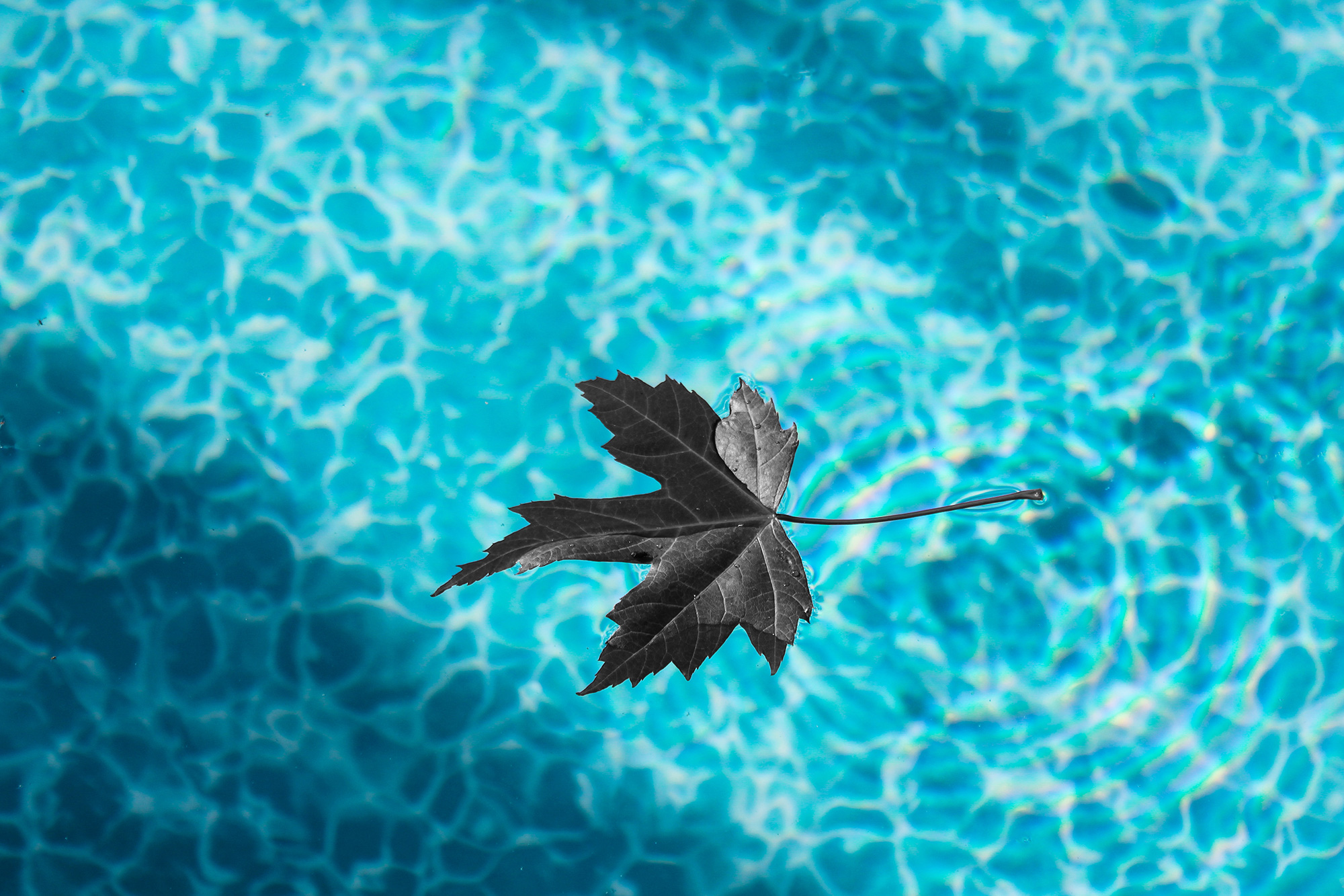 Feuille sur l'eau de la piscine